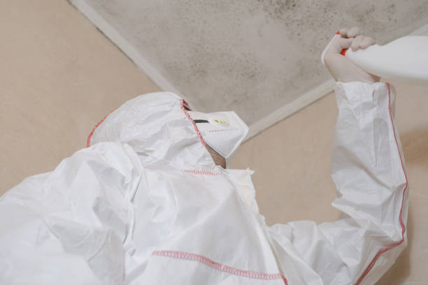 Best DIY Mold Remediation Support Services in Greensboro, AL