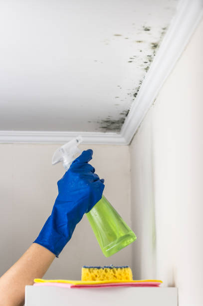 Professional Mold Remediation in Greensboro, AL